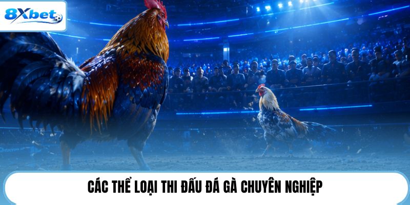 Các thể loại thi đấu đá gà chuyên nghiệp