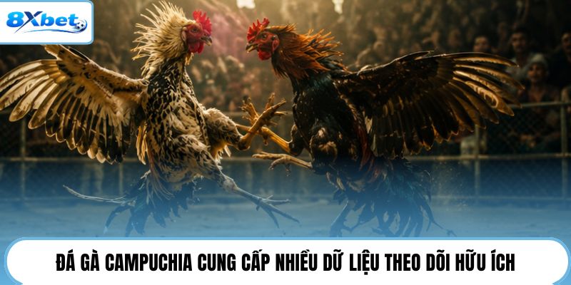 Đá gà Campuchia cung cấp nhiều dữ liệu theo dõi hữu ích