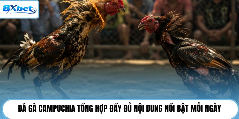 Đá gà Campuchia tổng hợp đầy đủ nội dung nổi bật mỗi ngày