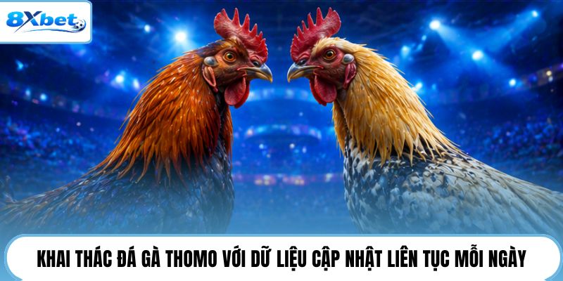 Khai thác đá gà Thomo với dữ liệu cập nhật liên tục mỗi ngày