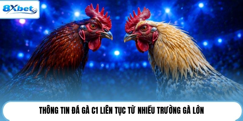Thông tin đá gà C1 liên tục từ nhiều trường gà lớn