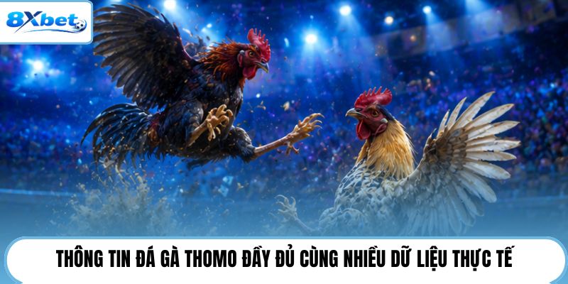 Thông tin đá gà Thomo đầy đủ cùng nhiều dữ liệu thực tế