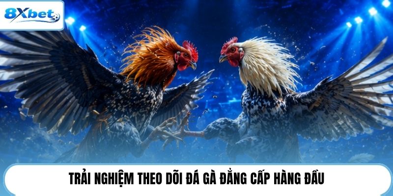 Trải nghiệm theo dõi đá gà đẳng cấp hàng đầu